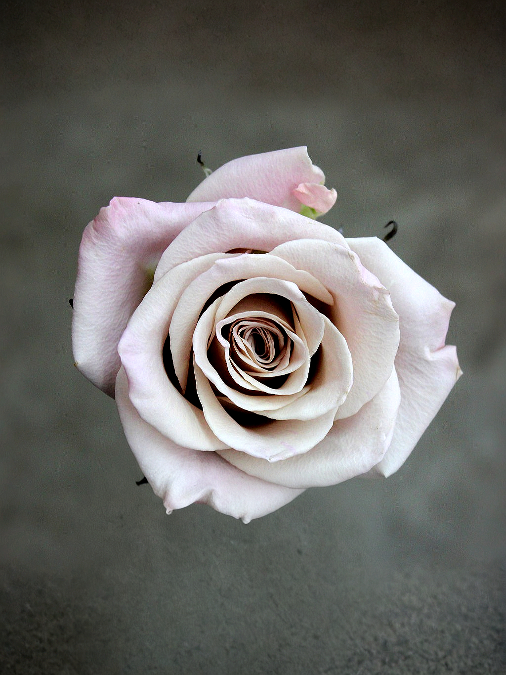 мента 1 _edited_edited