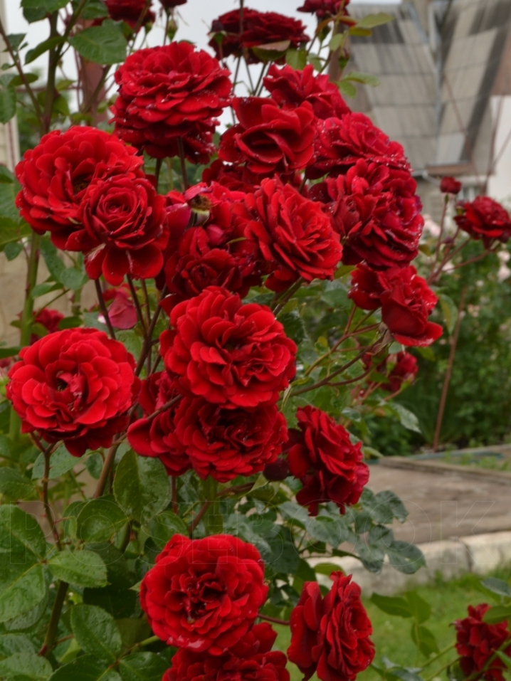 мессир дельбар_edited_edited