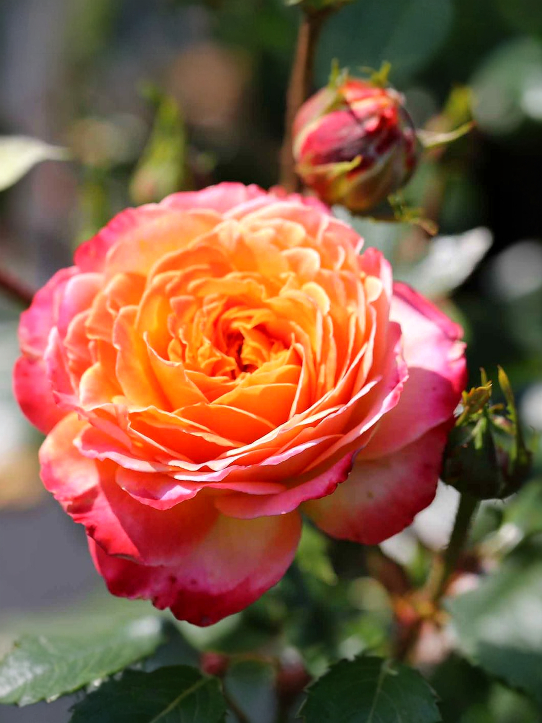 Метеор_edited_edited