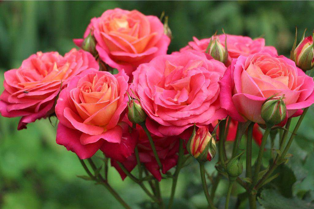 Мидсаммер1_edited