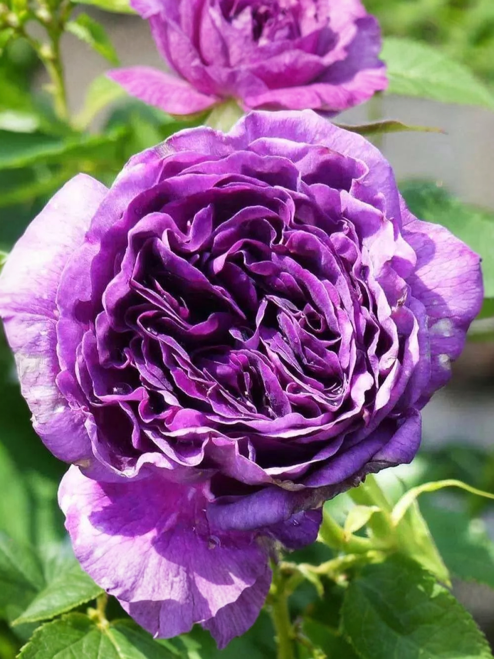 Минерва3_edited