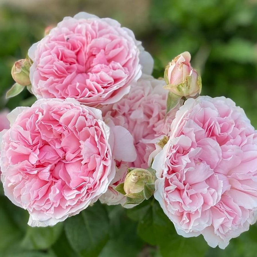 Miranda__D_02_edited