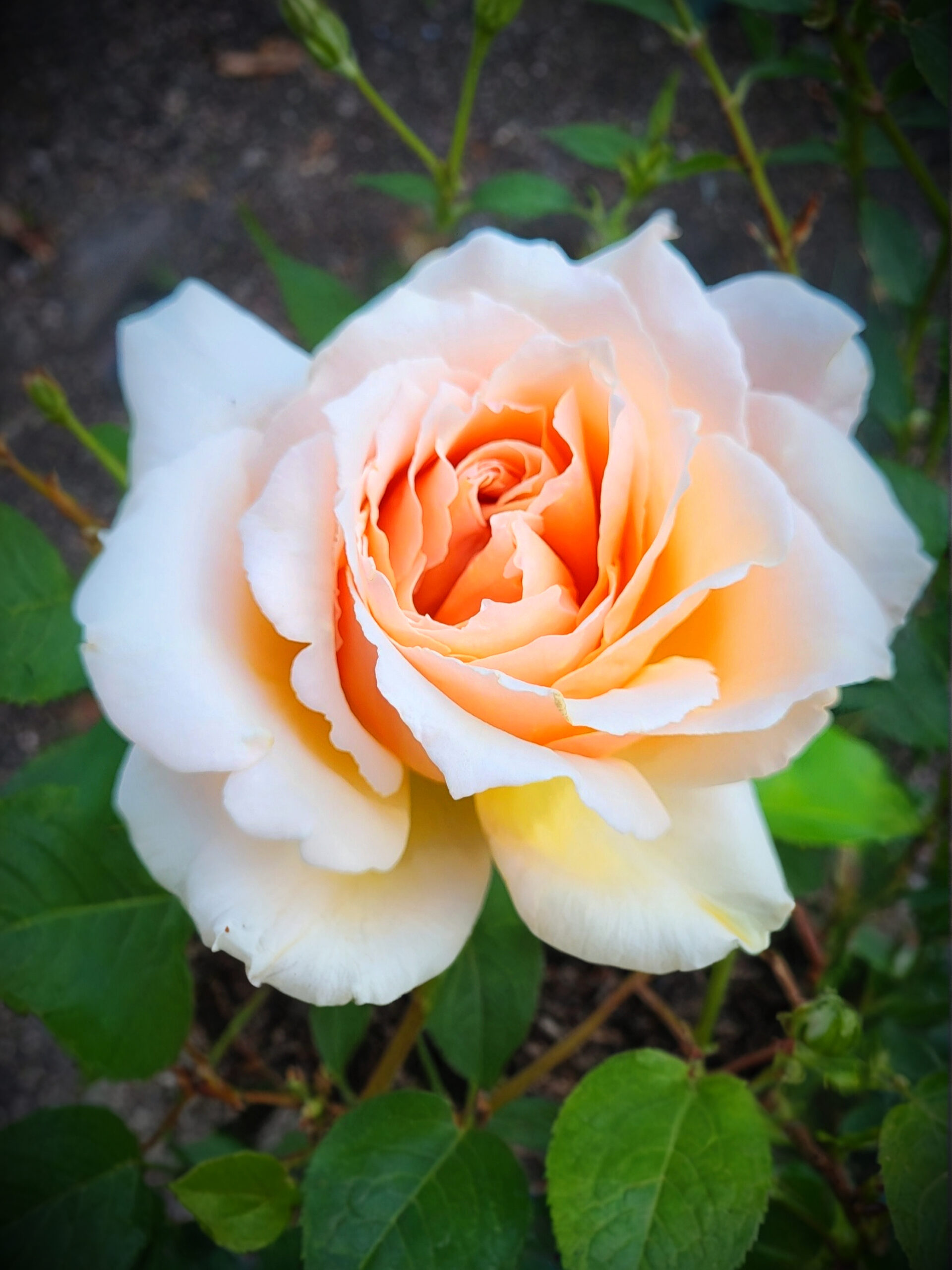 Мишка печать