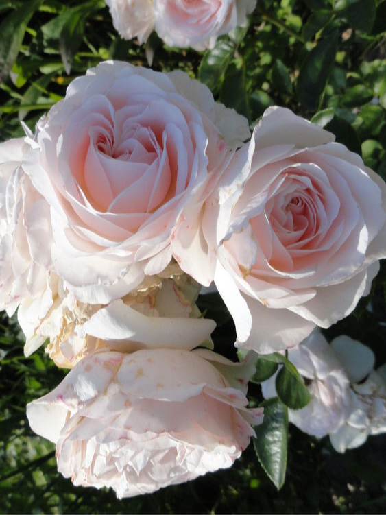 мисс диор_edited_edited