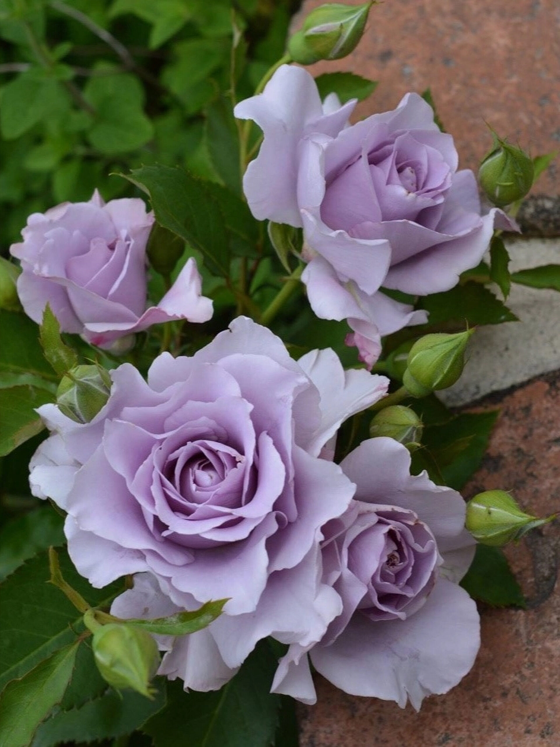 мисти перпл3_edited_edited