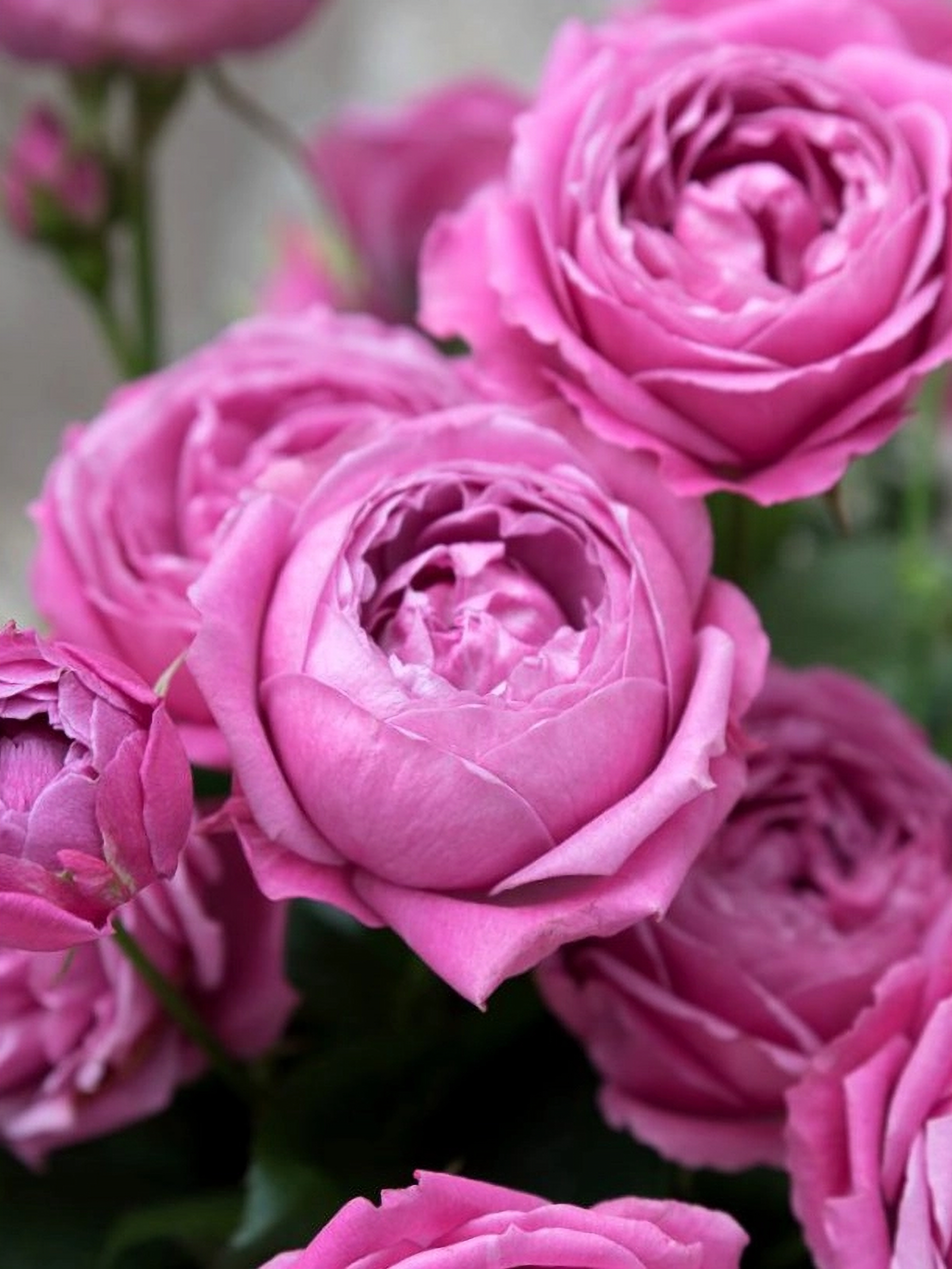 мисти_edited_edited