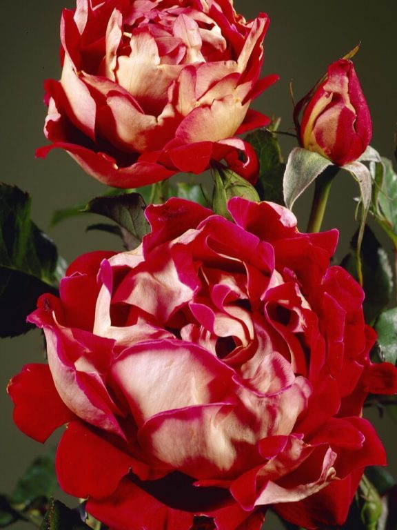 мистик раффлз2_edited_edited