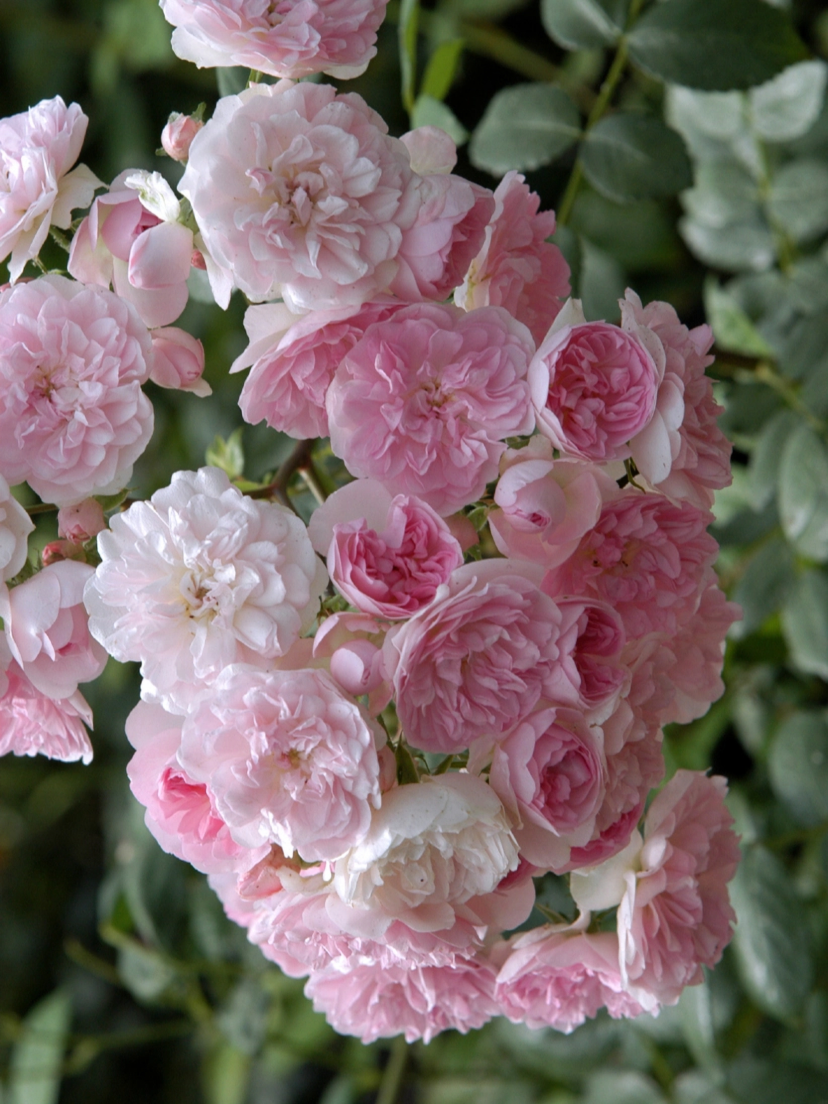 моцарт леди3_edited_edited