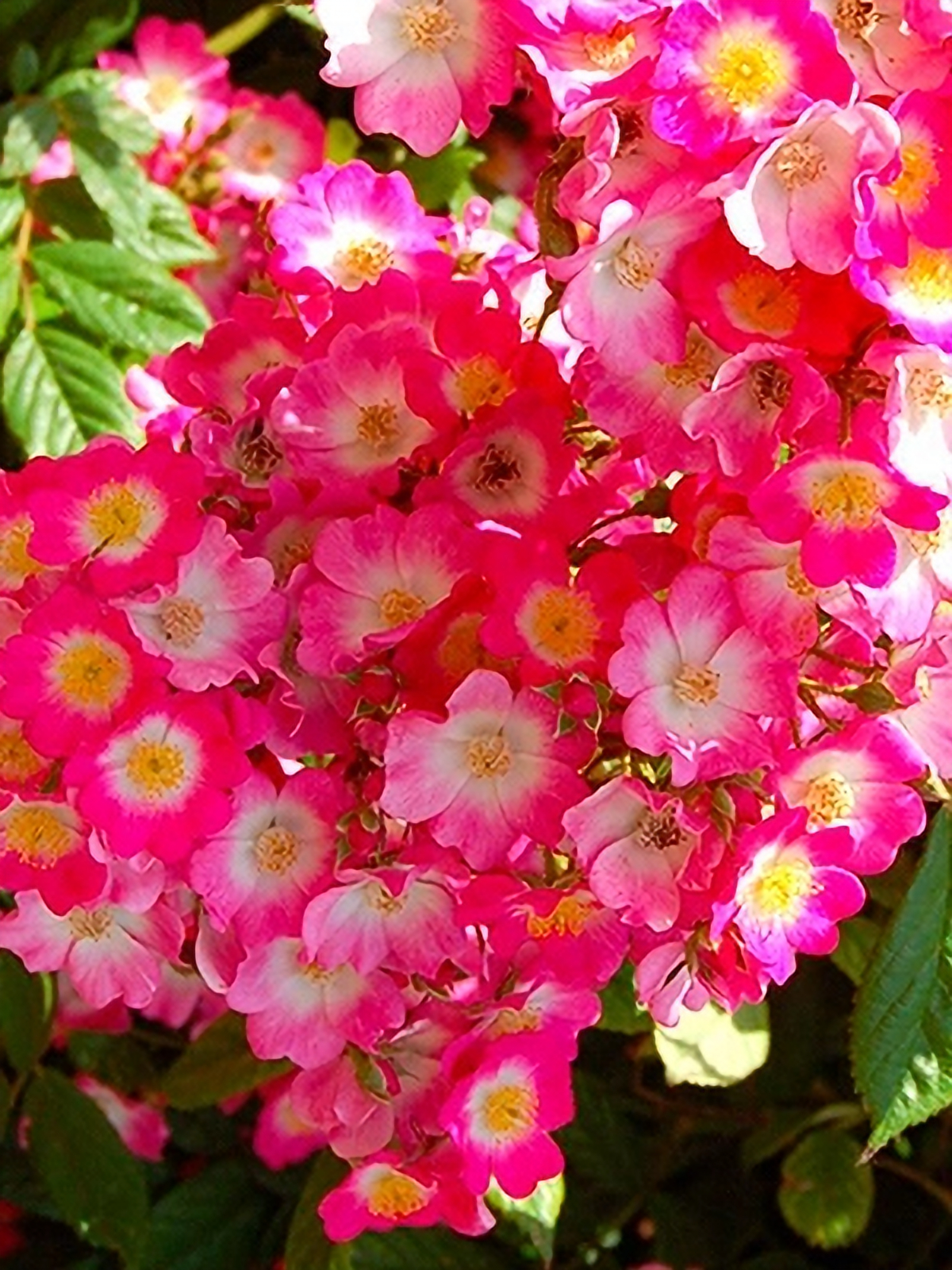 моцарт3_edited_edited