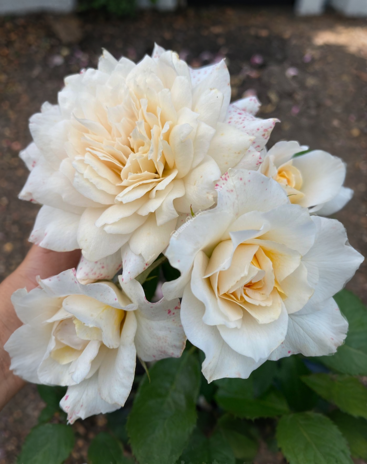 Надин Кселла Ричи3