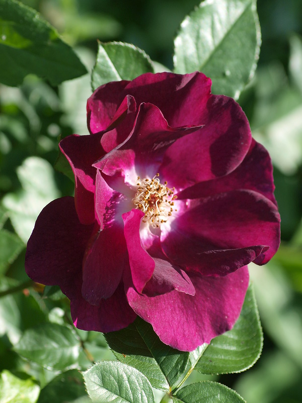 найт оул5_edited_edited