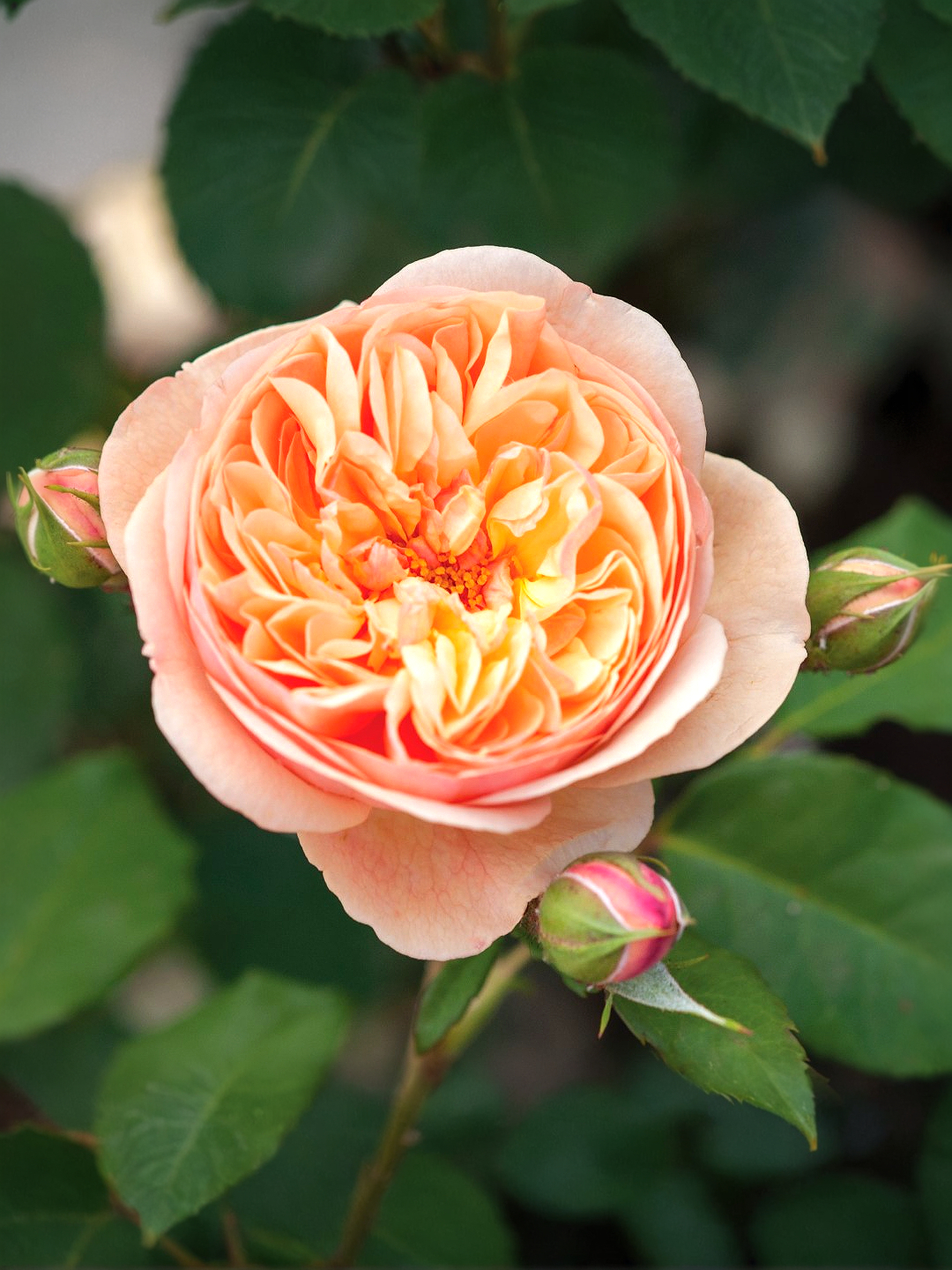 Наталия Фрайла_edited_edited