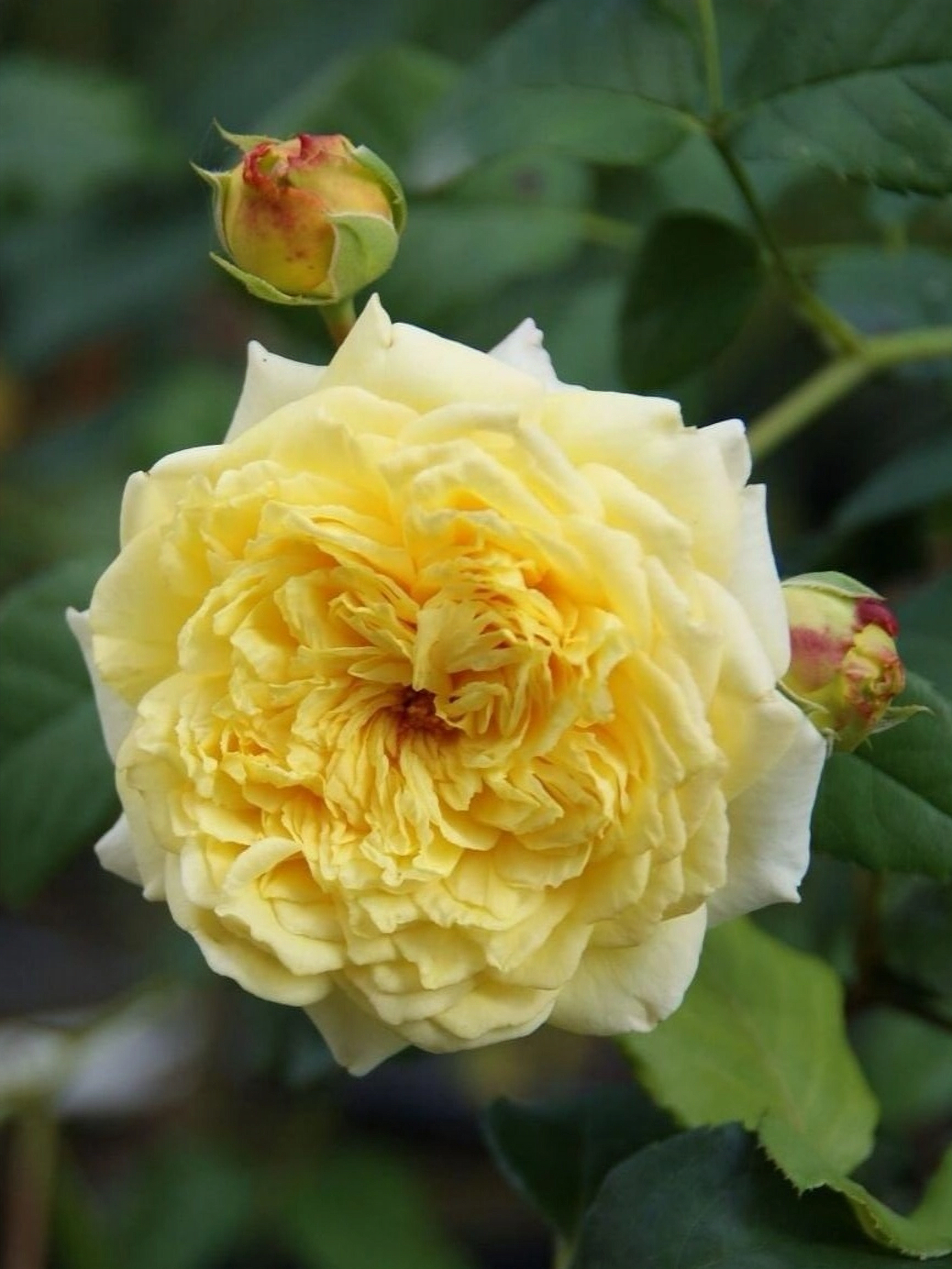 нельсон м 1_edited_edited