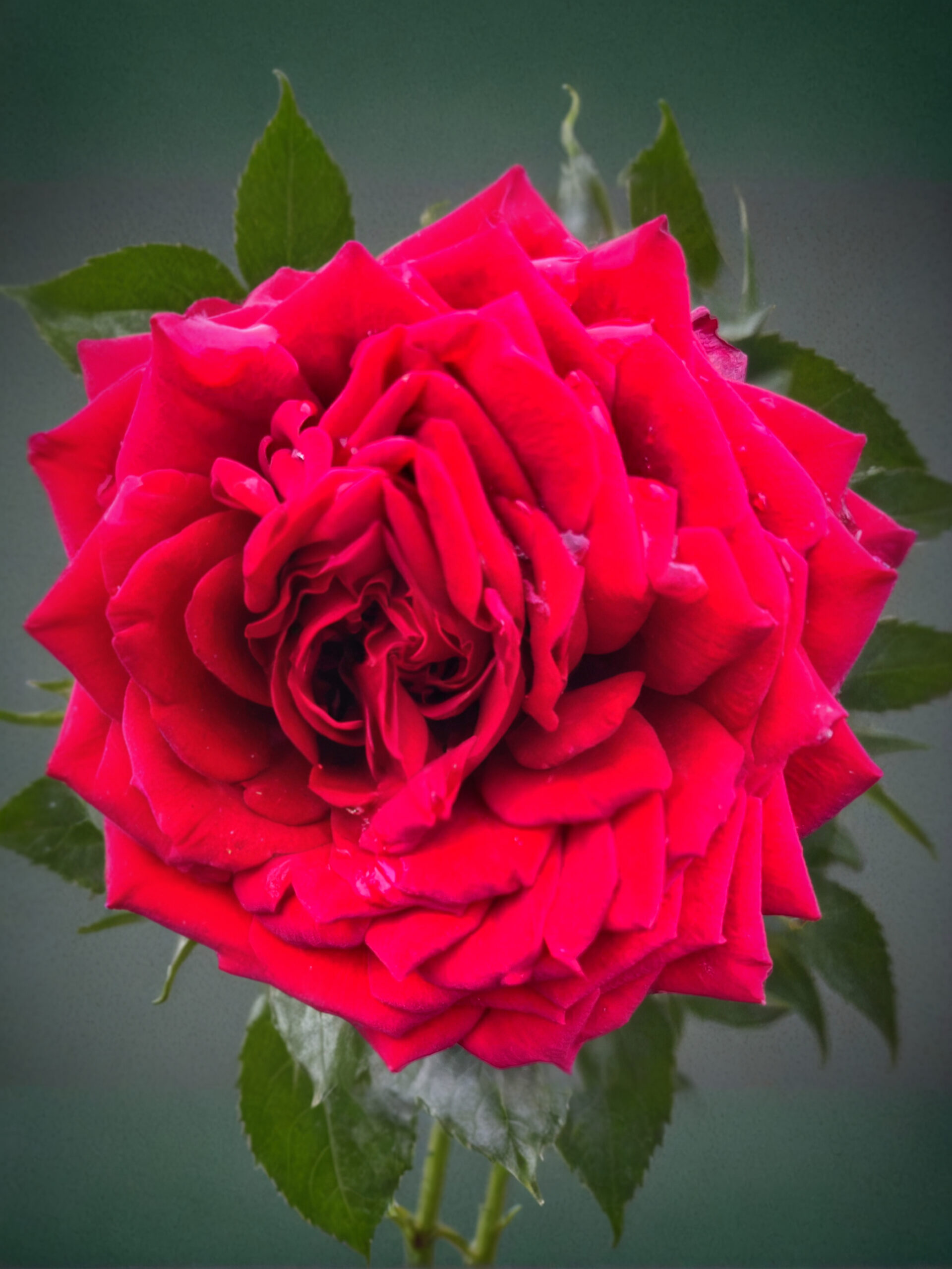 Никколо Поганини_edited