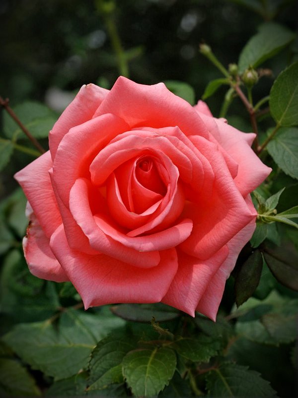 Нобилис пулио печать