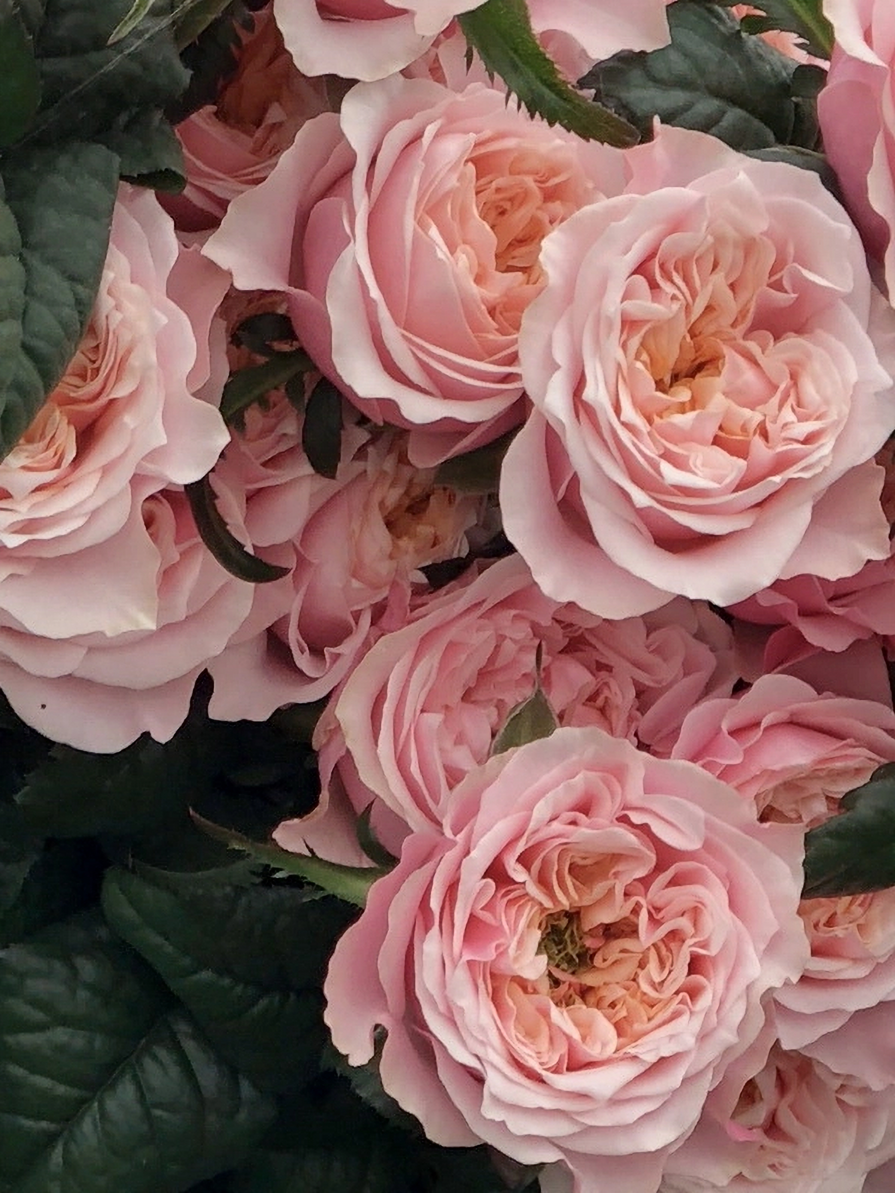 ноттинг хилл_edited_edited