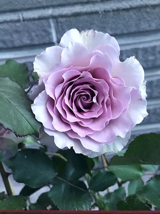 Нью Вейв3_edited