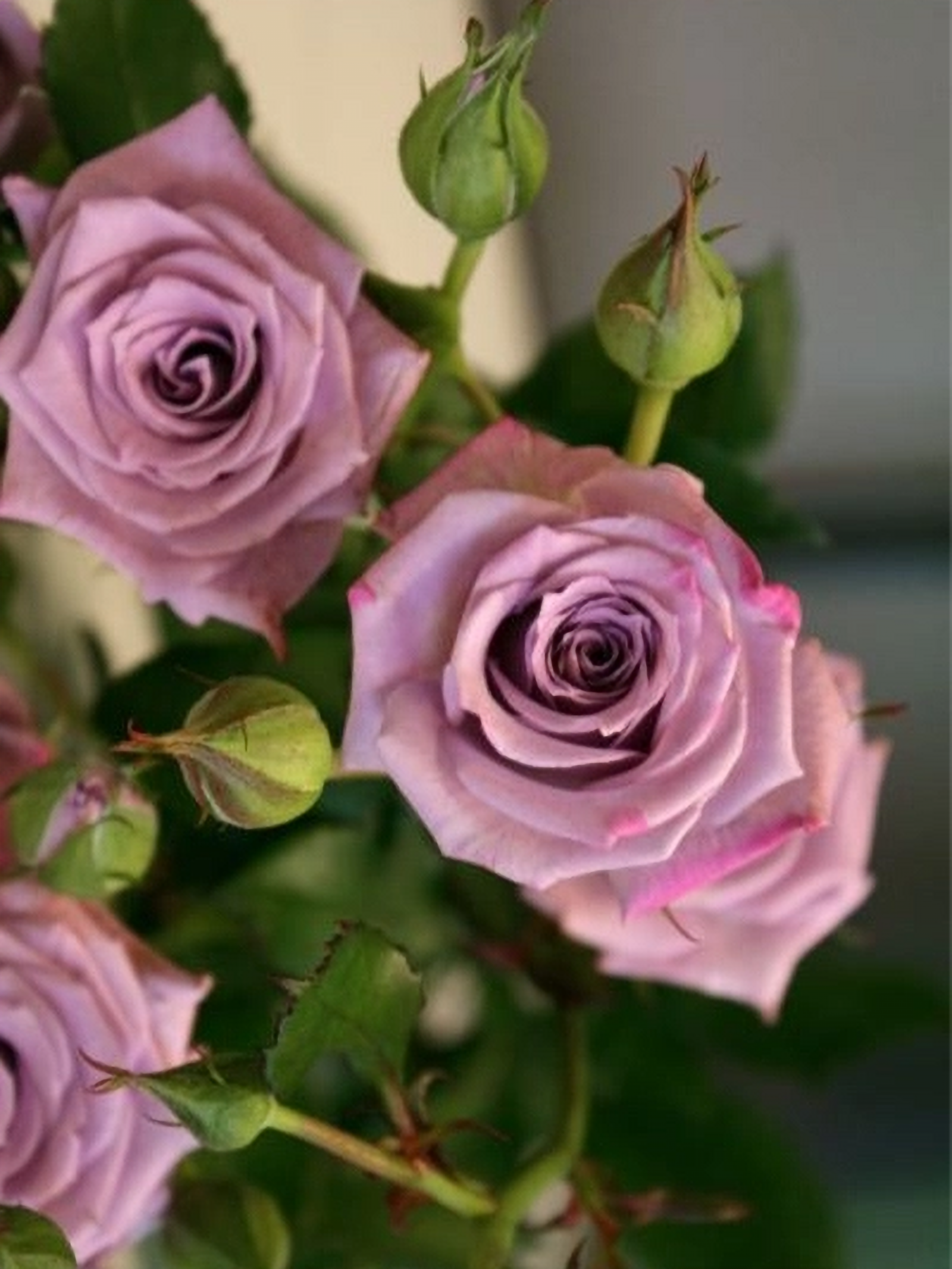 Океан Микадо _edited_edited