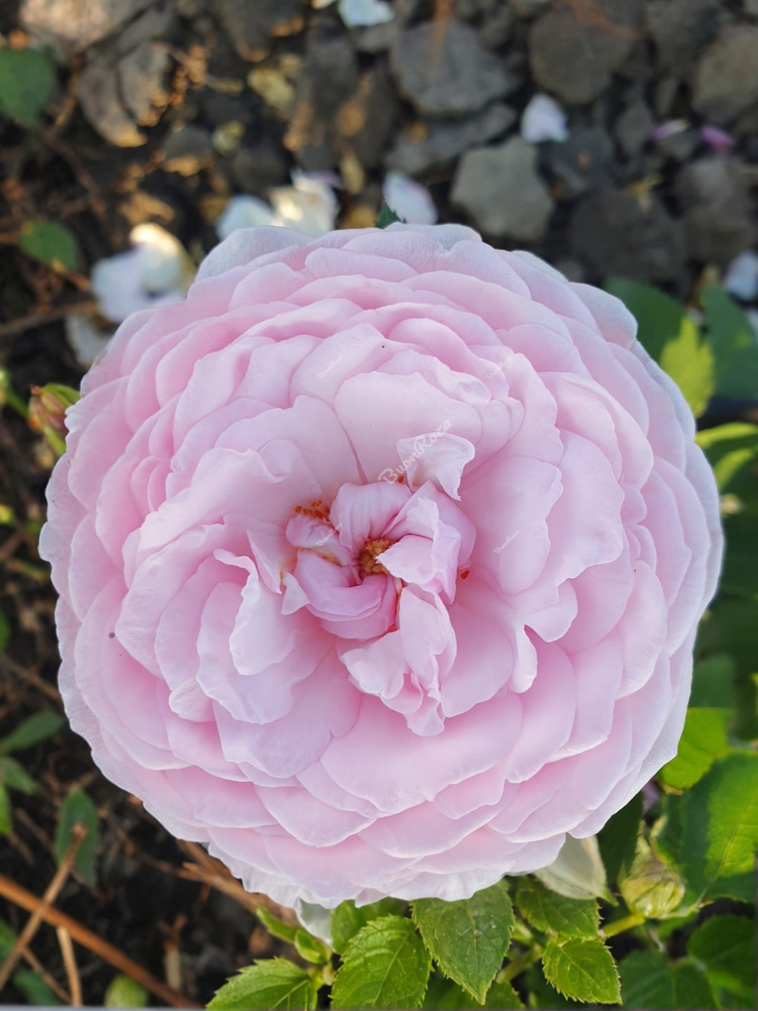 Оливия Роуз