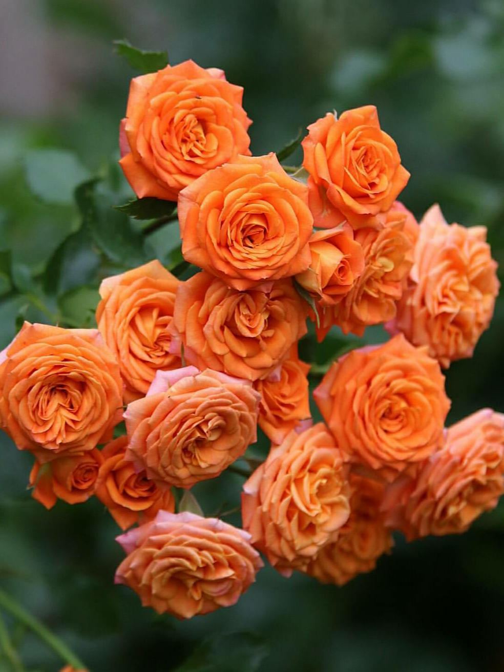 оранж беби_edited