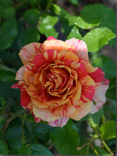 Оранж Интуишн2