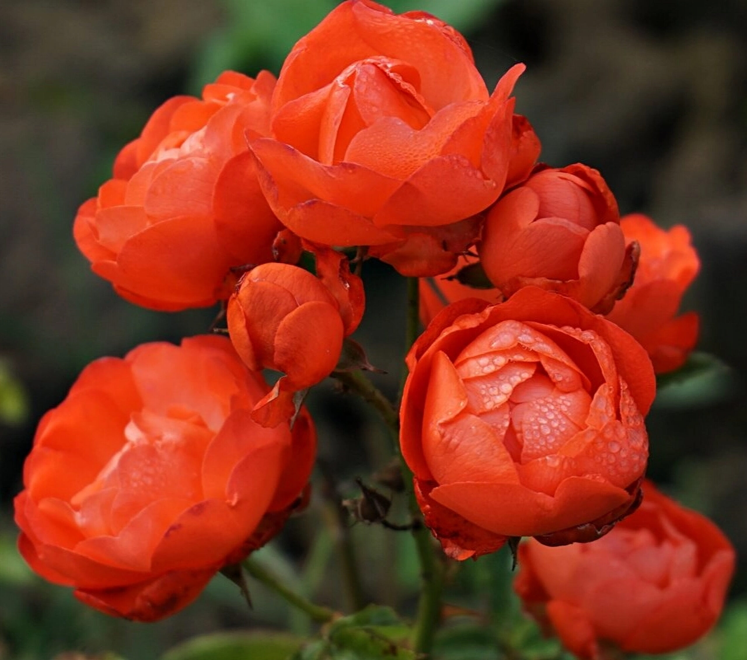 Оранж Морсдаг2_edited