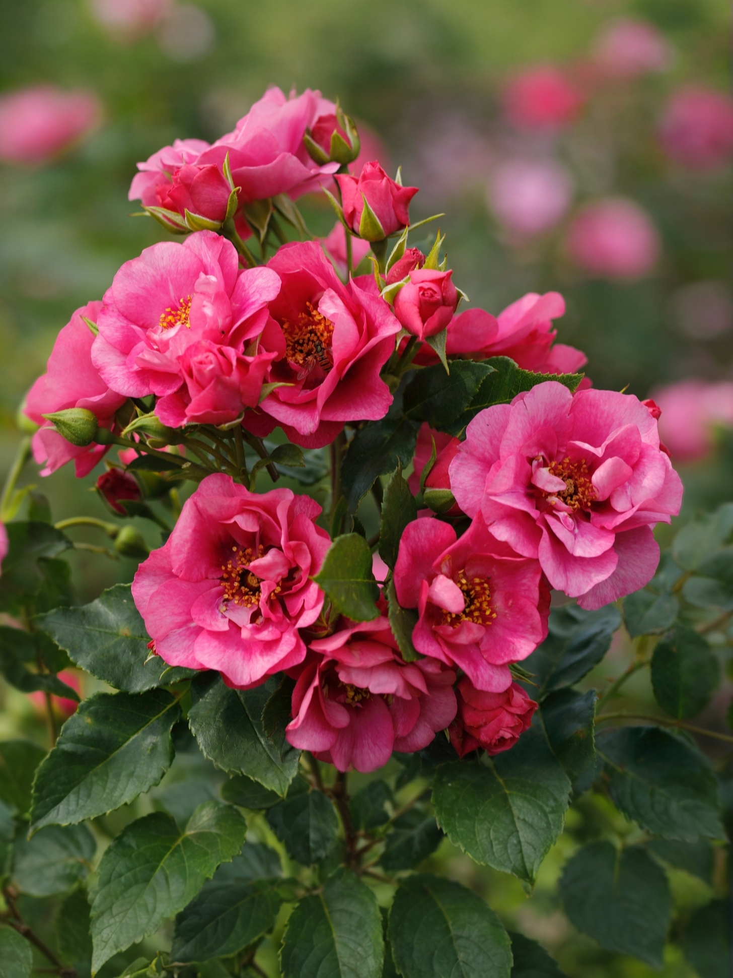 Ориента Джамиля2_edited