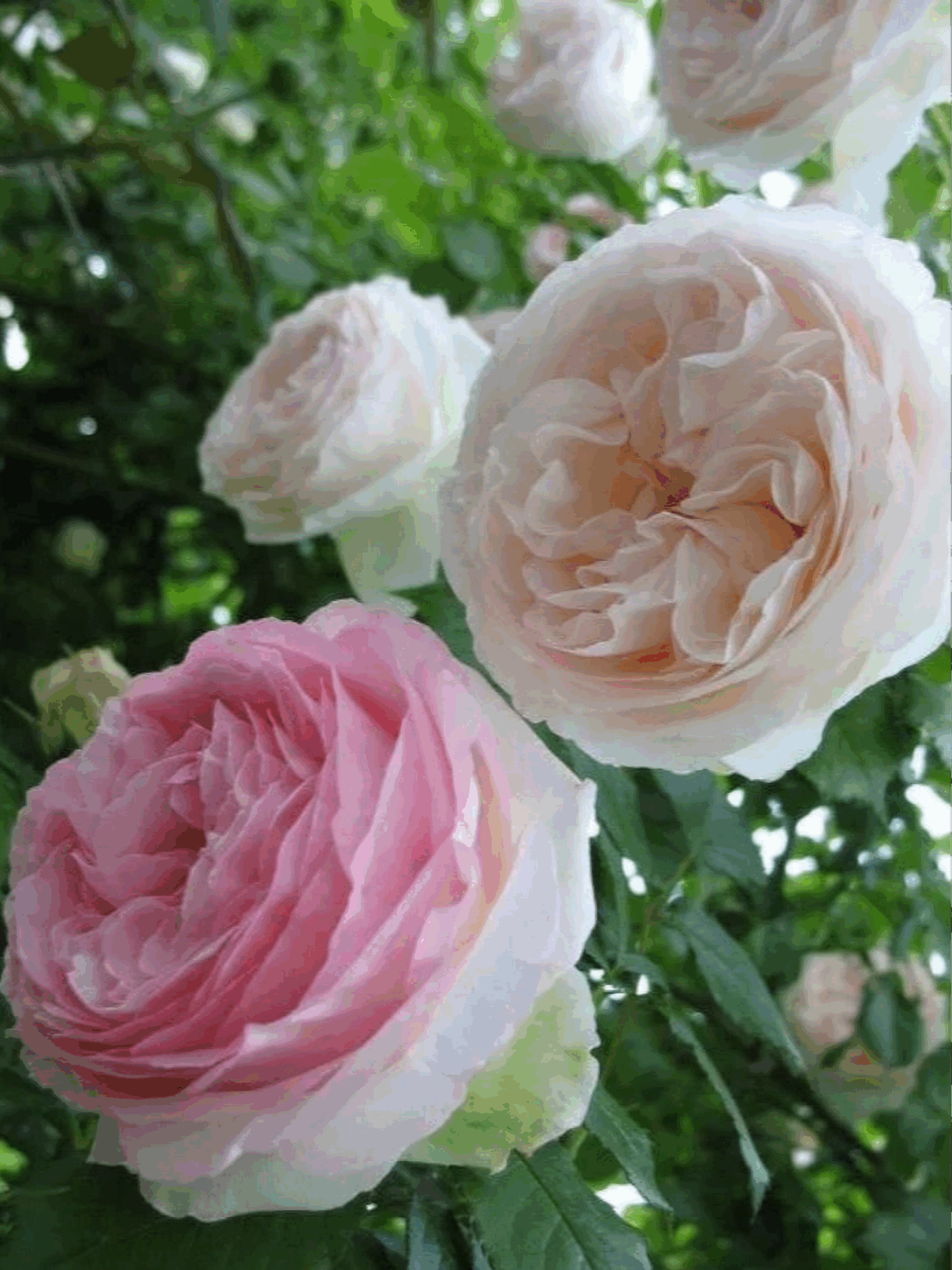 пале рояль2_edited_edited