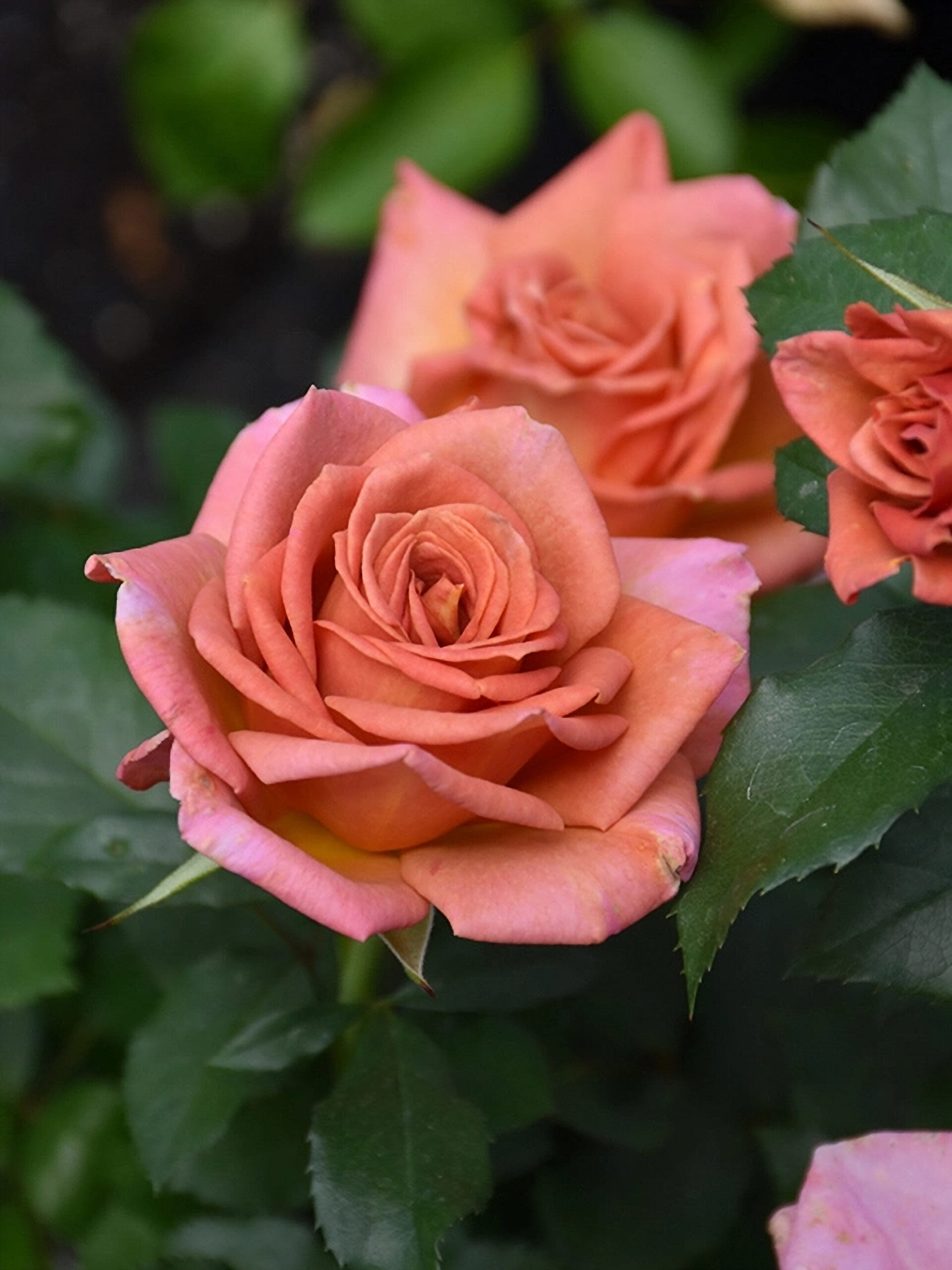 пампкин патч4_edited_edited