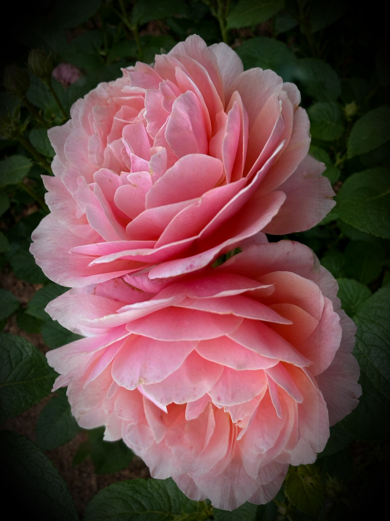 Парфюм де Орлеан