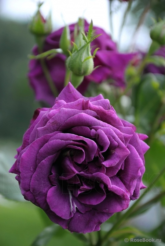 парфюм де рев