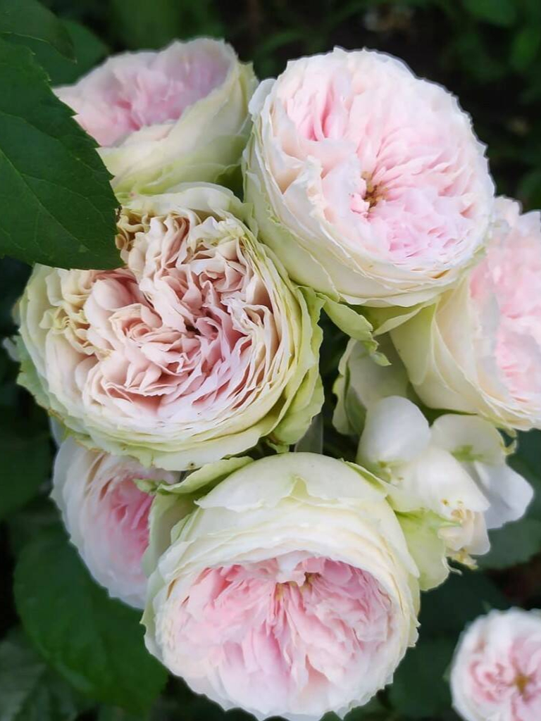 пашмина4_edited_edited