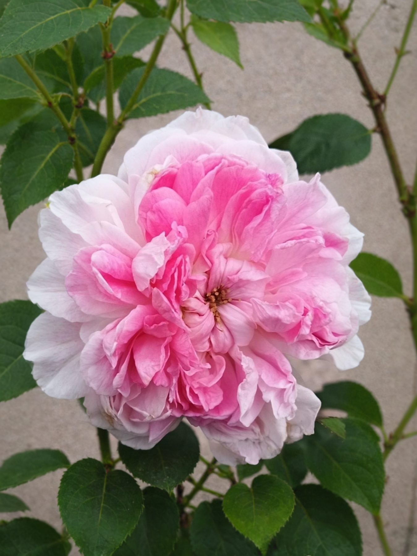 Пассион Ситроен