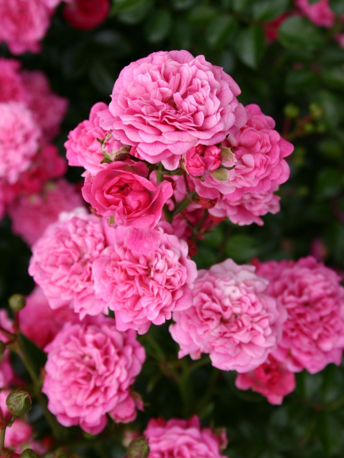 Пепита_edited_edited