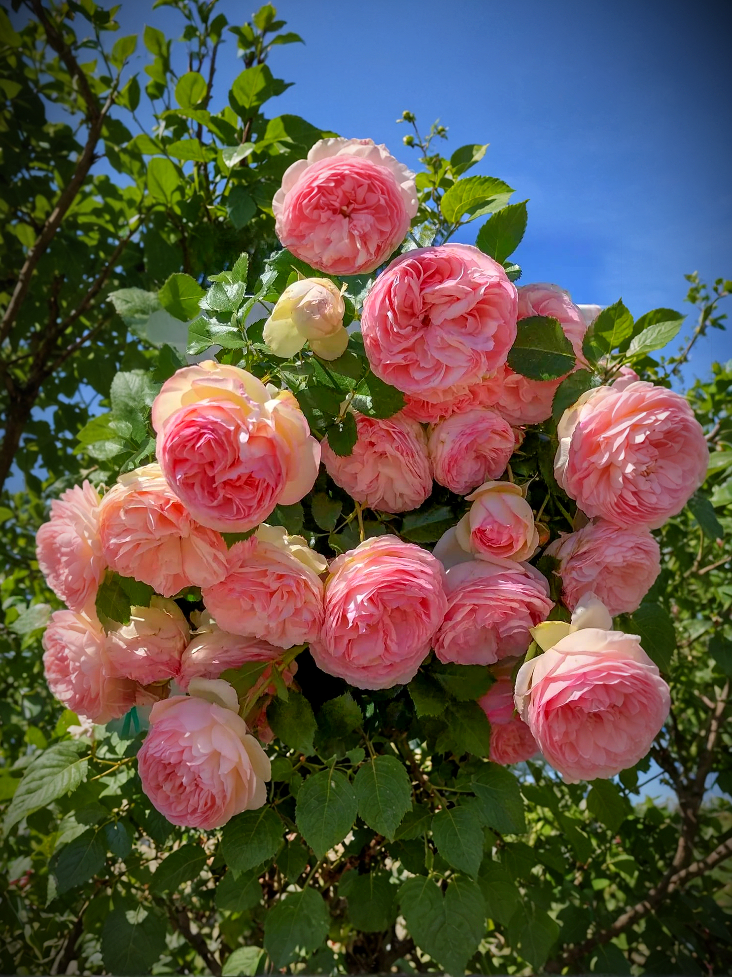 Пьер де Ронсар4_edited