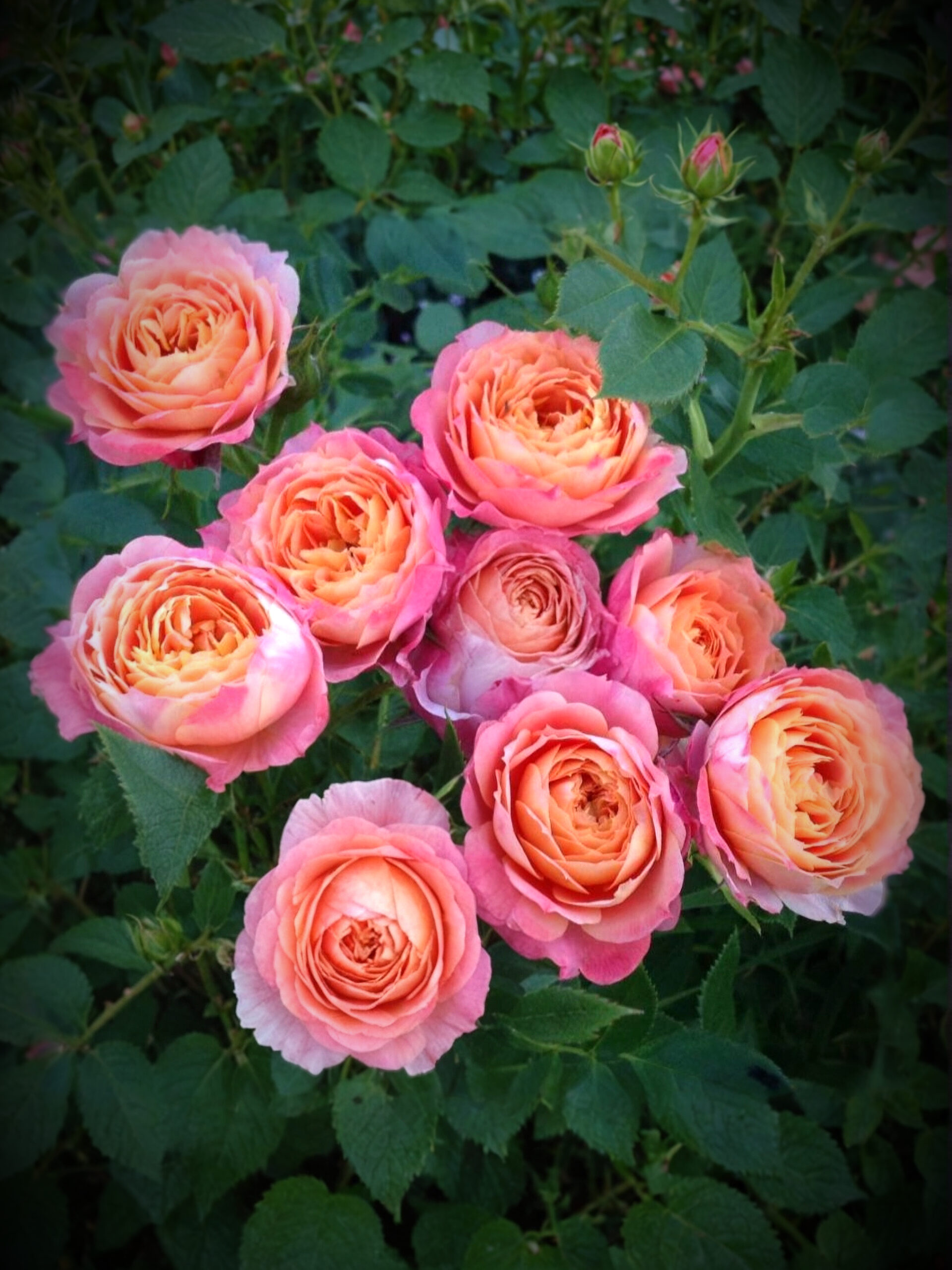 Пьер де Сан Косм