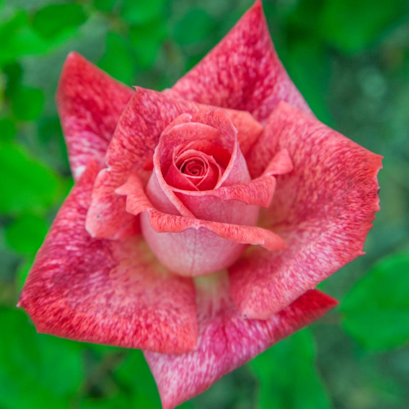 пьер корд 5_edited