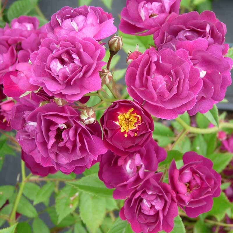 Перенниал Блю5