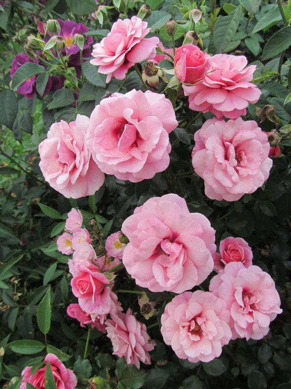 персиан мистери2_edited_edited