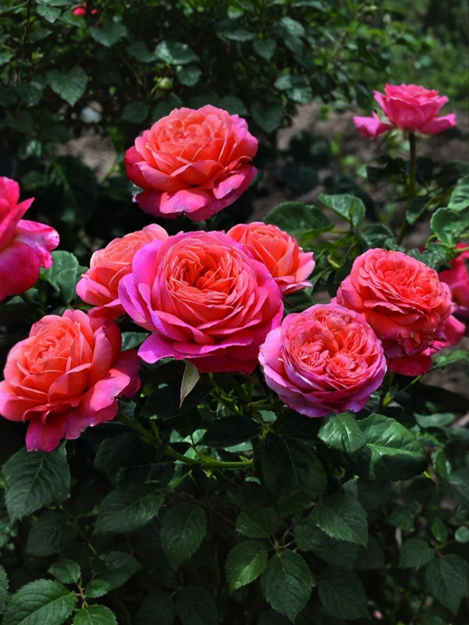 Пич Ваза_edited_edited