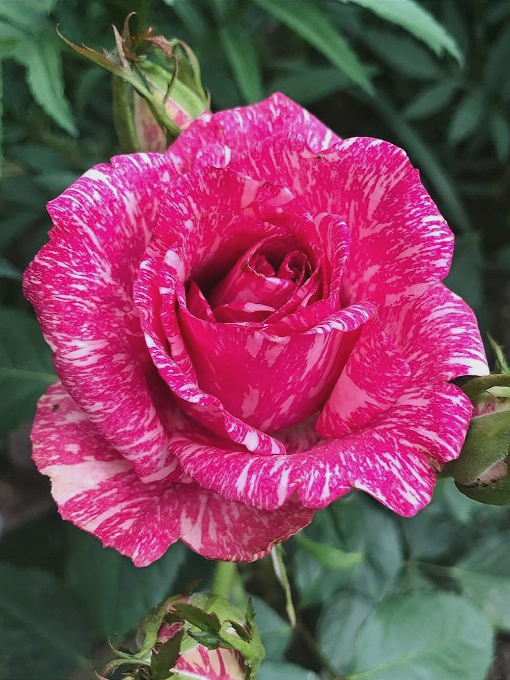 пинк 2_edited_edited_edited_edited