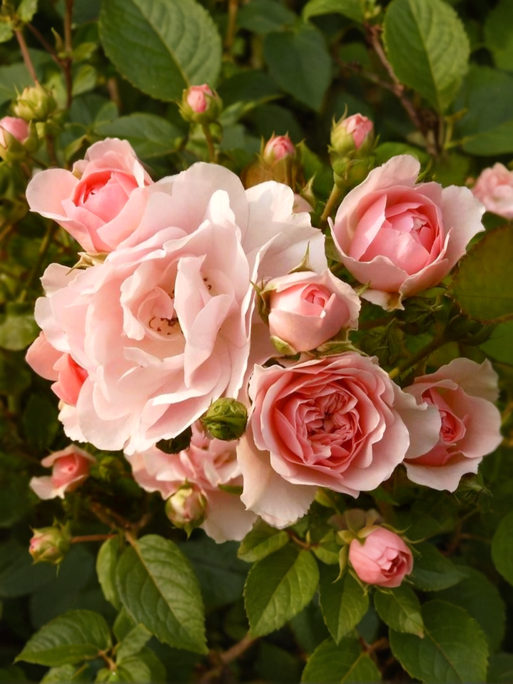 Пинк Шампейн_edited_edited