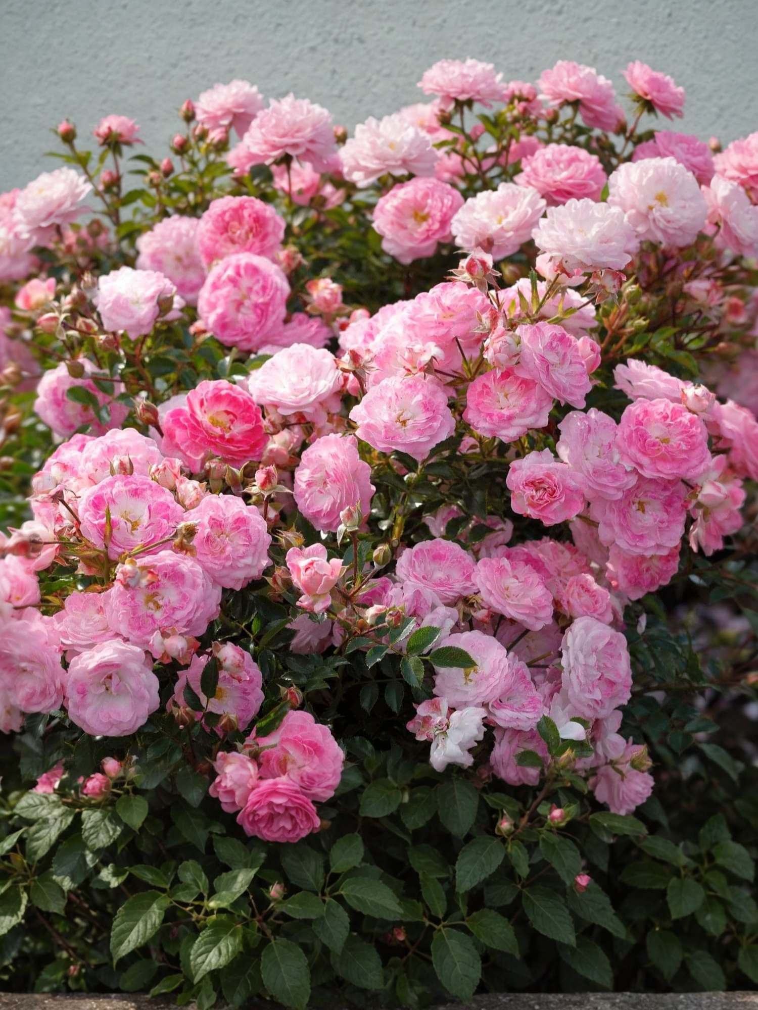 Пиноккио3_edited