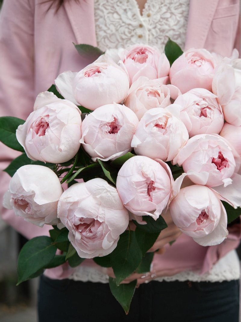 Пиони Пинк_edited