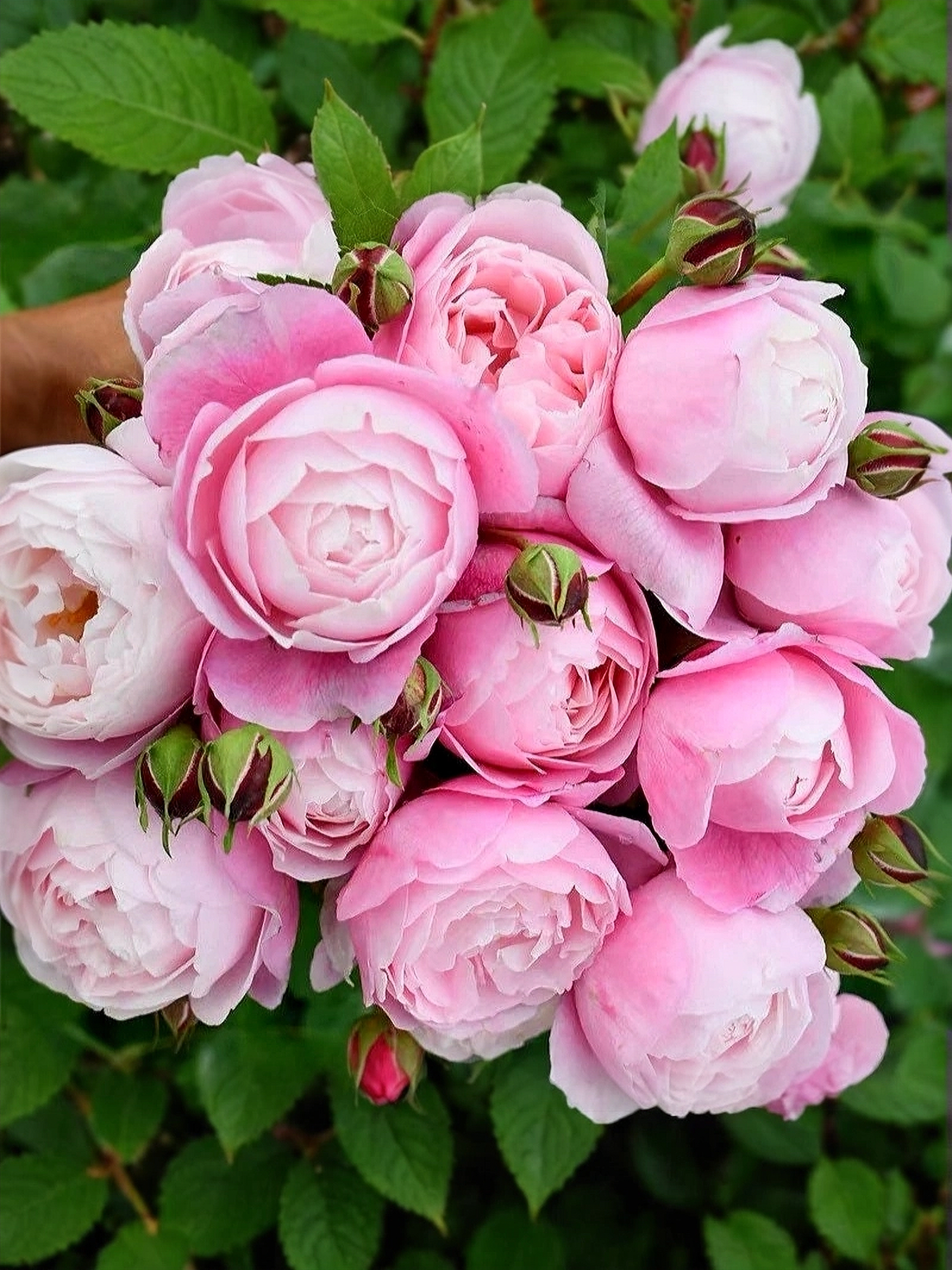 Плум3_edited_edited