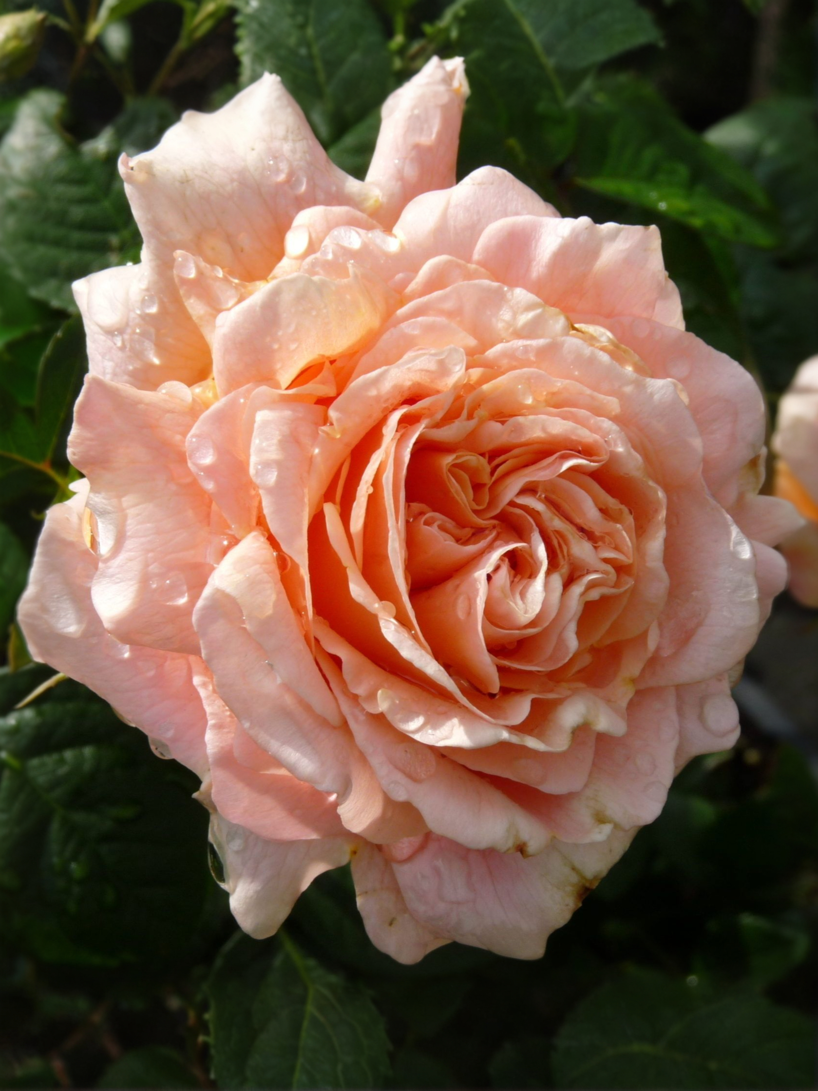 Полька_edited_edited