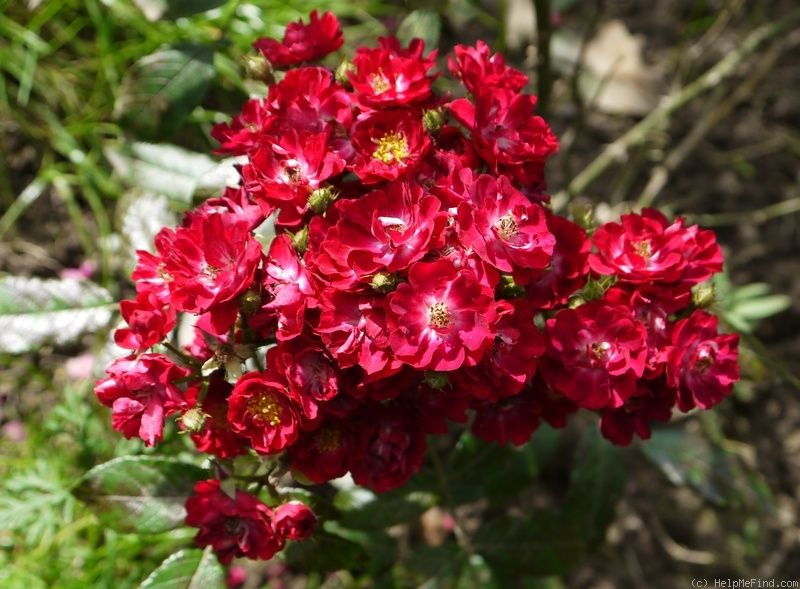 Поллуче (Polluce)