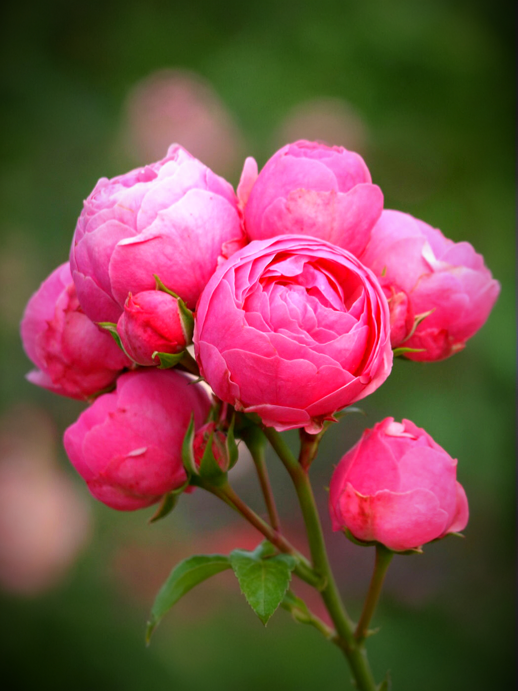 Помпонелла