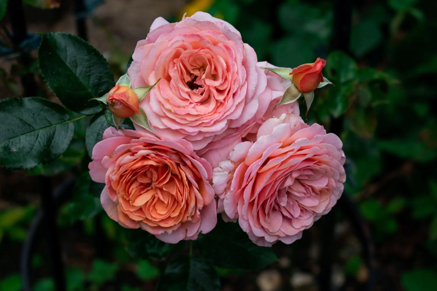 прикс пж редут 9