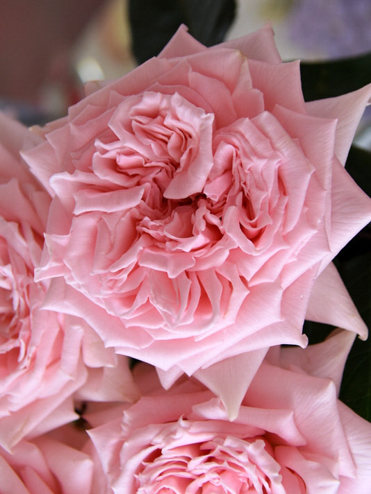 принц хитоми 4_edited